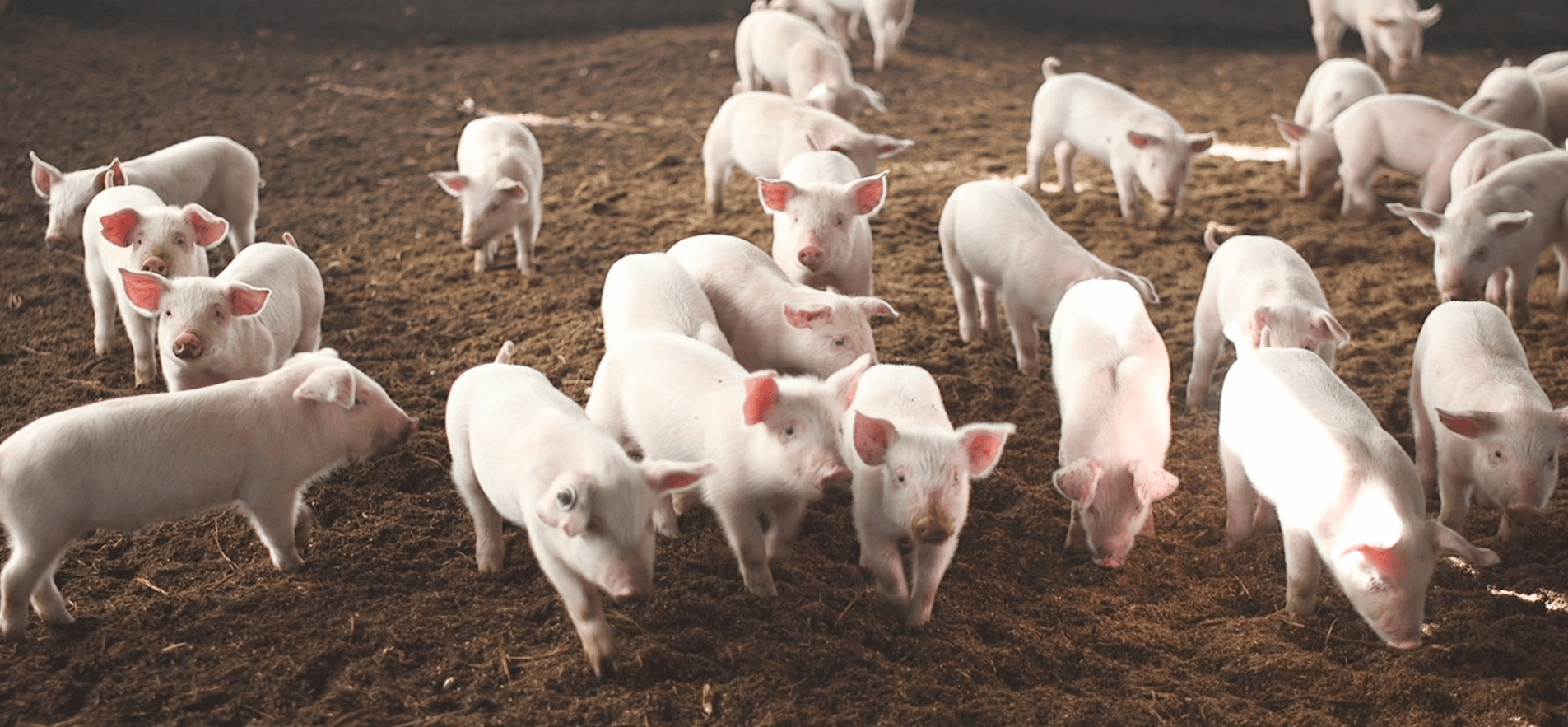 熊本県最大の養豚事業