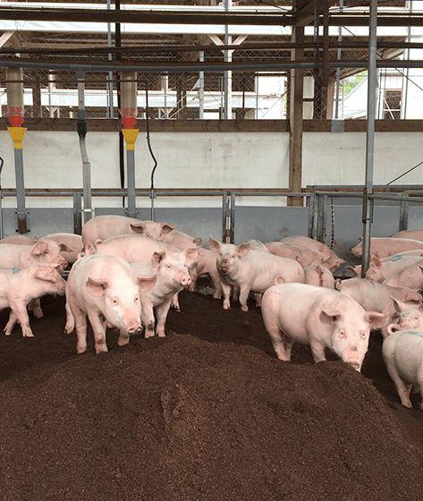 豚にとって快適な飼育環境