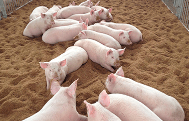 豚に快適な発酵床